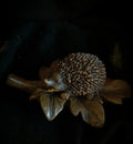 Egel bruin blad